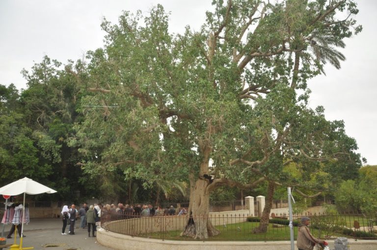 Tree of Zacchaeus_2