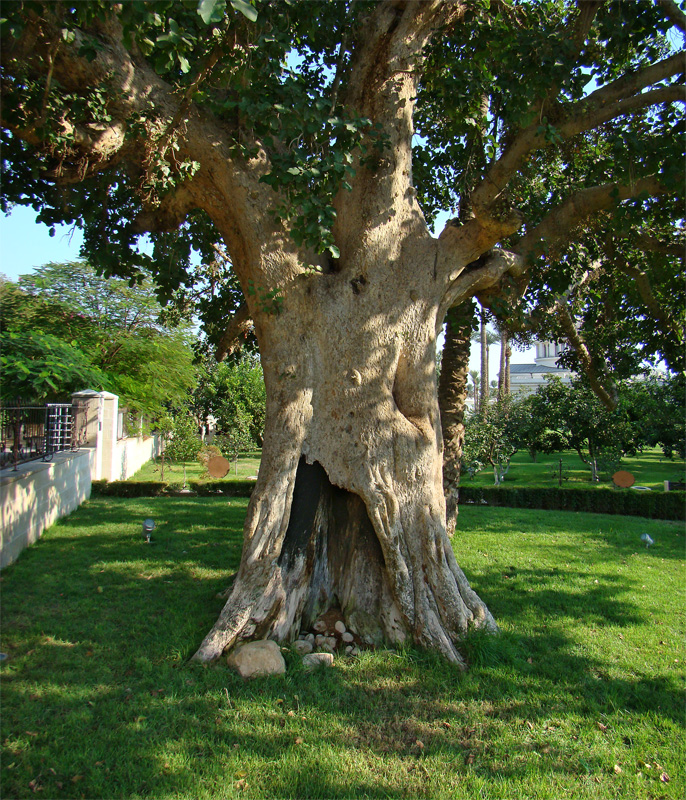 Tree of Zacchaeus_1